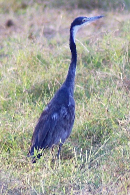 Ardea melanocephala1.jpg