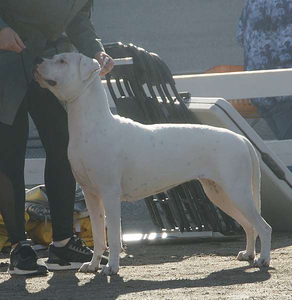 File:Argentine Dogo 2.jpg