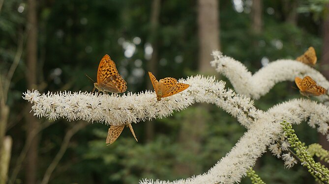 Argynnini butterflies on bugbane in Gunma Prefecture, Japan.