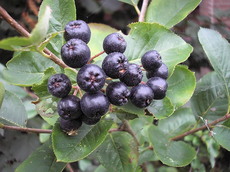 File:Aronia berries.JPG