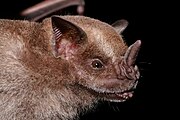 Jamaican fruit bat Artibeus jamaicensis1.jpg