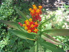 Asclepias curassavica.jpg