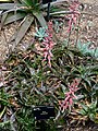 Asphodelaceae Aloe jucunda 1.jpg