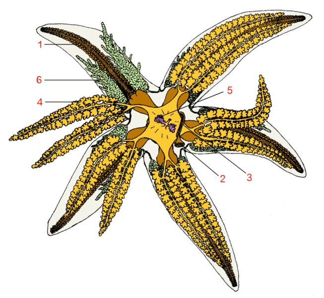 File:Asterias.png