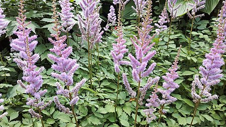 Astilbe rubra