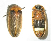 Lampyridae — Wikipédia