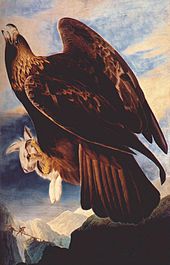 John James Audubon's painting of a golden eagle carrying a snowshoe hare Audubon, John James ~ Golden Eagle, 1833-4.jpg