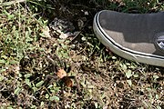 Una tarántula junto a una zapatilla de talla 11 EE.UU. que muestra la escala, tomada cerca de Austin, Texas.