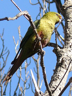 Austral Parakeet.jpg