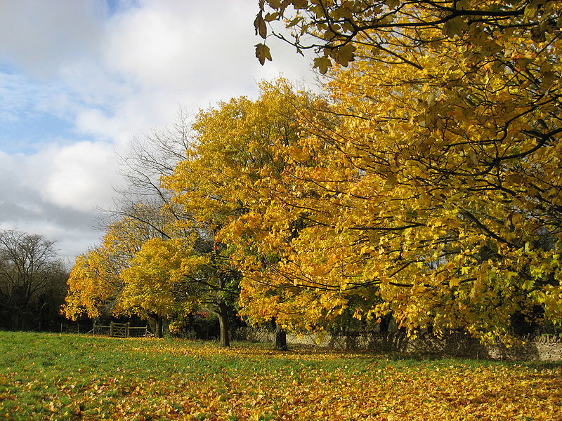 File:AutumnIn Oakridge.jpg