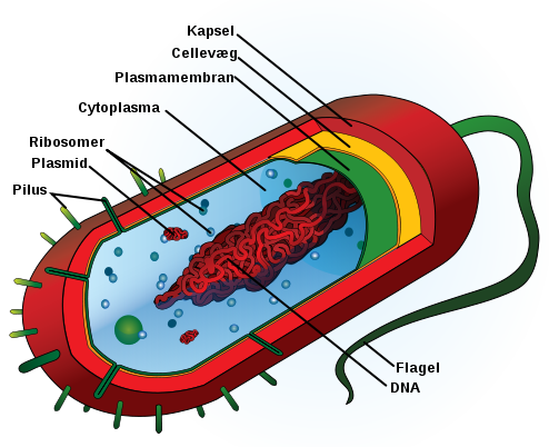 File:Average prokaryote cell- da.svg