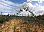 The same oak in March 2020