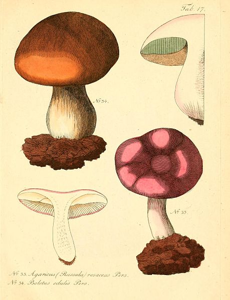 File:B. edulis & A. rosaceus (Trattinnick).jpg