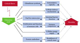 Consequences of glutamine depletion in critically ill individuals BMRI2015-545467.001.jpg