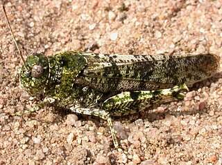 <i>Bryodemella</i> Genus of grasshoppers