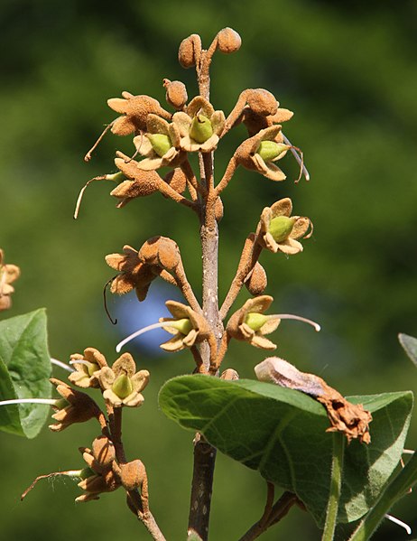 File:Baden-Baden-Paulownia tomentosa-50-Blauglockenbaum-Frucht-2012-gje.jpg