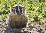 Thumbnail for File:Badger myatt odfw (7591227260).jpg