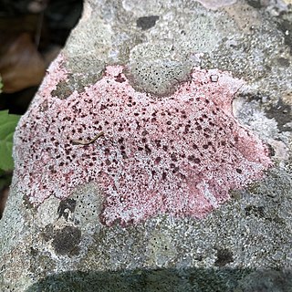 <i>Bagliettoa marmorea</i> Species of lichen