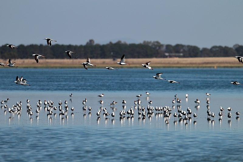 File:Banded Stilts (24746105031).jpg