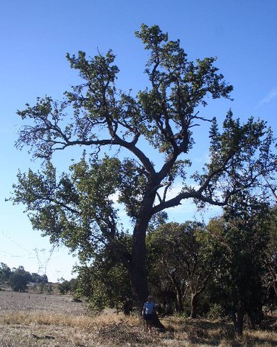 A large tree, near Waroona