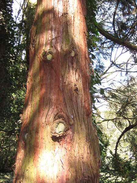 File:Bark of a red cedar at Eastnor Castle - geograph.org.uk - 747835.jpg