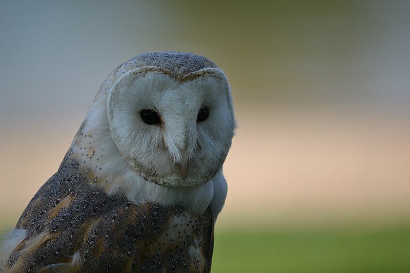 800px-Barn_Owl_%28Tyto_alba%29_image.jpg