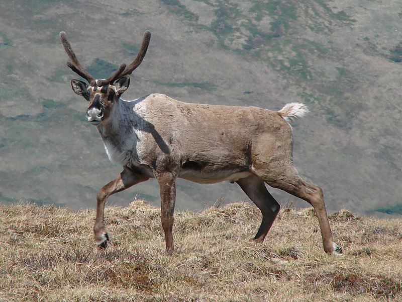 File:Barren Ground Caribou - panoramio.jpg