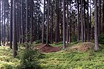 Barrows between Vlkov and Ševětín (02).jpg