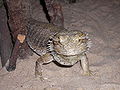 Pogona vitticeps