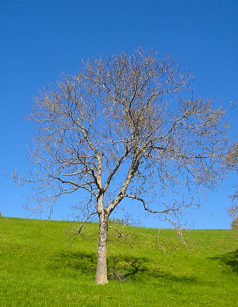 File:Baum bei Klinik St. Prirmisberg - panoramio.jpg