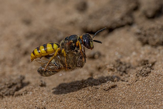 beewolf with honey bee
