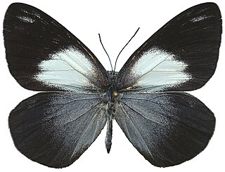 <i>Belenois raffrayi</i> Species of butterfly