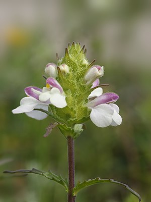 Bellardia trixago (spike) .jpg