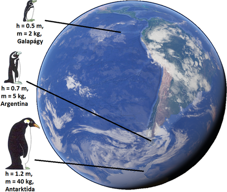 File:Bergmanns rule, pinguins.png