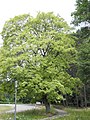 image=https://commons.wikimedia.org/wiki/File:Bergpark_Wilhelmshöhe_-_Baum_14_2019-07-14a.JPG