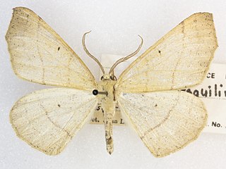 <i>Besma sesquilinearia</i> Species of moth