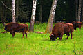 比亞沃維耶扎國家公園的野牛群