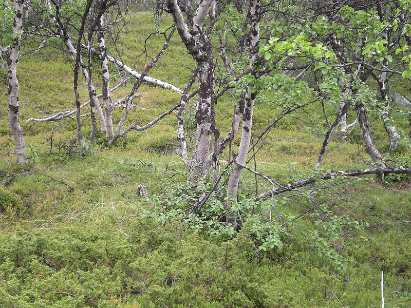 File:Birch.jpg