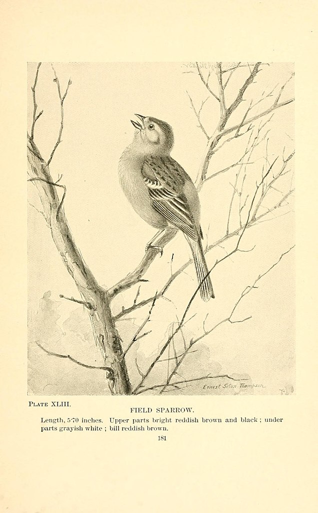 SOUTHERN SWAMP SPARROW size