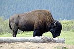 Bison Photo gratuit.jpg