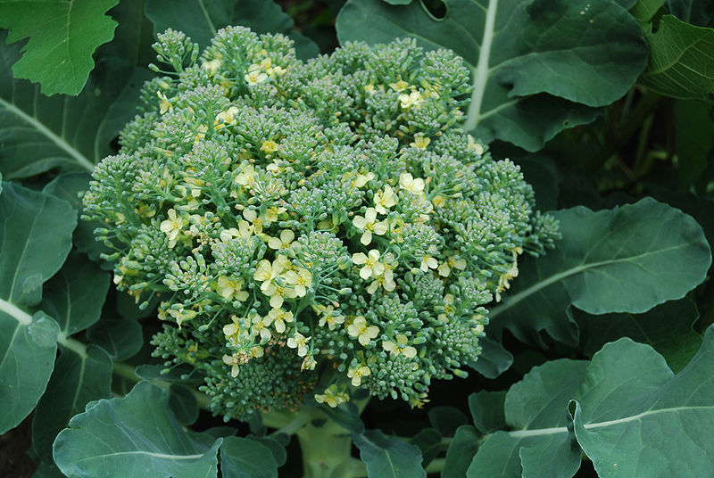 File:Blühende Broccoli.JPG