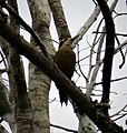 Black-cheeked Woodpecker Melanerpes pucherani (42136164304).jpg
