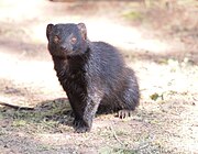 Qora mongoose