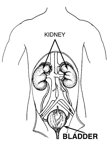 File:Bladder (PSF).jpg