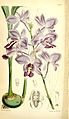 Bletia catenulata (as syn. Bletia sherrattiana) plate 5646 in: Curtis's Bot. Magazine (Orchidaceae), vol. 93, (1867)