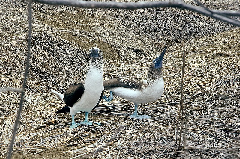 File:Blue-footed boobies dancing (15984072715).jpg