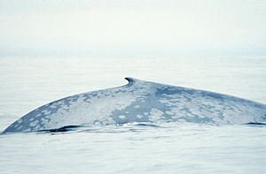 Balaenoptera Musculus