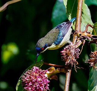 <span class="mw-page-title-main">Bohol sunbird</span> Species of bird