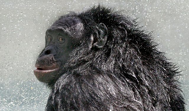 Kanzi in 2005 after a shower