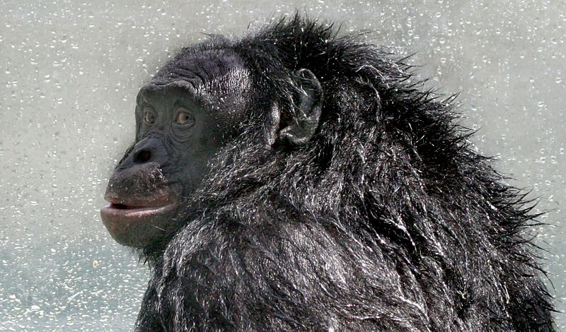 File:Bonobo Kanzi postshower 2005-07-23 GATI 330crop (2014 11 14 01 04 18 UTC).jpg